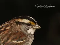 Witkeelgors [Zonotrichia albicollis] - Maasvlakte Rotterdam (1okt2026) 